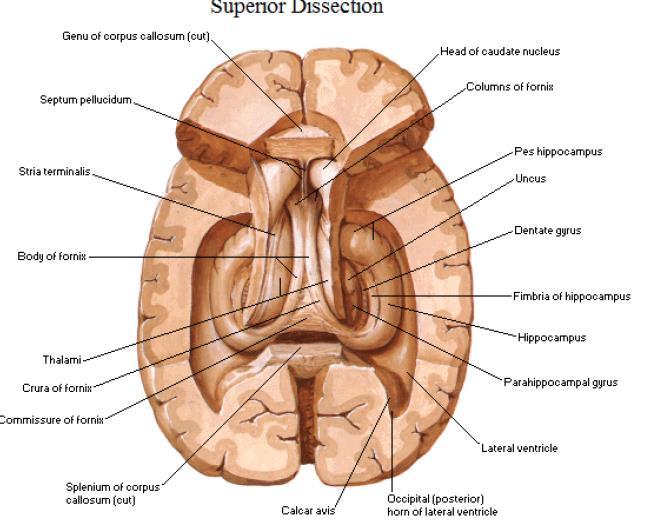 P2 syndromes (per occlusione di P2, irrorazione del Territorio periferico: corteccia temporale, occipitale, ippocampo) Emianopsia omonima (spesso quadrante superiore): corteccia calcarina