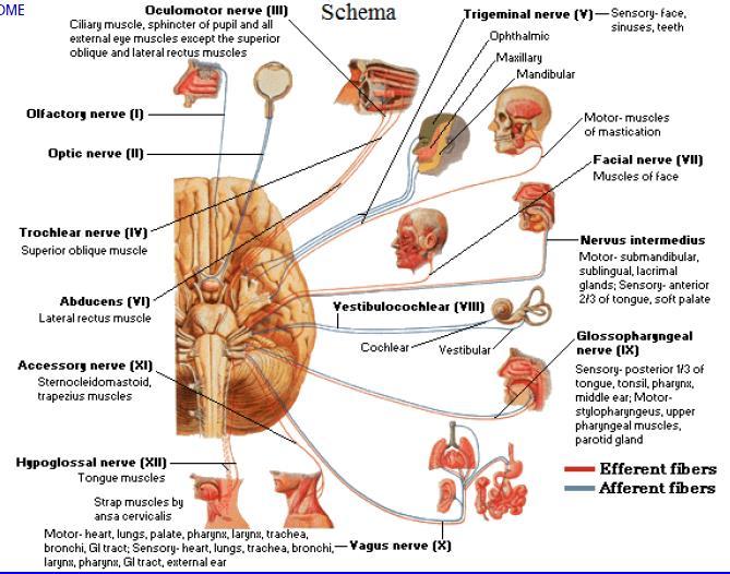 pontini o peduncolo cerebellare Dalla parte opposta della lesione Paralisi dell emifaccia, del braccio e della gamba: fasci corticobulbari e corticospinali Deficit di sensibilità tattile e