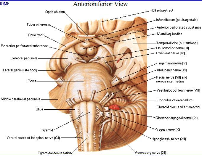 convergenza): centro pontino per lo sguardo laterale coniugato Nistagmo: nucleo vestibolare Atassia degli arti e dell'andatura: peduncolo cerebellare medio Diplopia sullo sguardo laterale: nervo