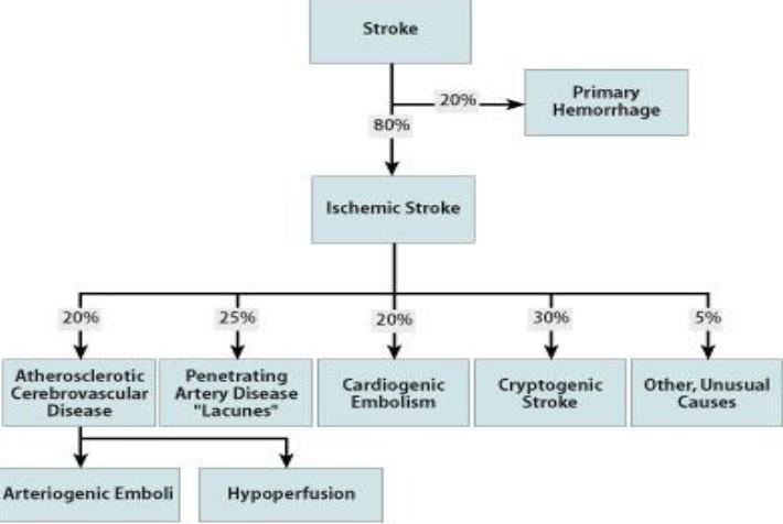 Classificazione eziopatogenetica dello stroke Lacunari 20-25% Aterotrombosi