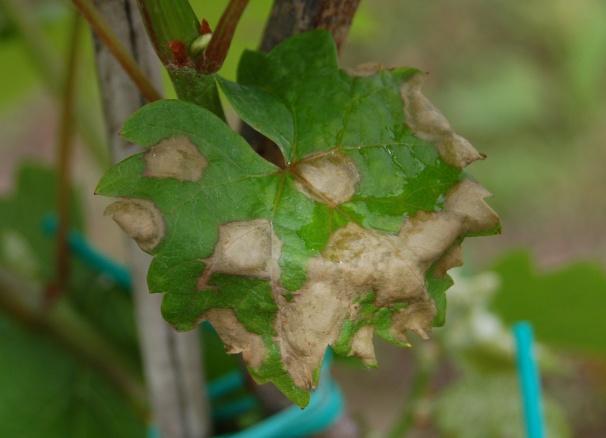 15 macchia singola su foglia Fig.