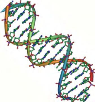 IL DNA È IL CODICE DELLA