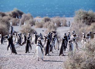 Dopo le giornate dedicate a Buenos Aires si vola alla Penisola di Valdes, quindi la Terra del Fuoco a Ushuaia, El Calafate e lo splendido finale a El Chalten per osservare le mitiche cime del Fitz