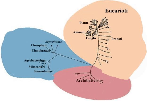 GLI ARCHEA iccoli