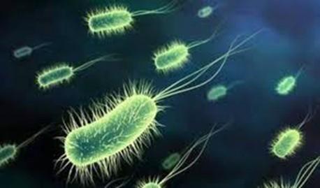 BATTERIO «EXTRATERRESTRE» Nel 2010 la NASA ha confermato il ritrovamento di un batterio in grado di sopravvivere in condizioni estreme, grazie alla capacità di sostituire il fosforo con l'arsenico,