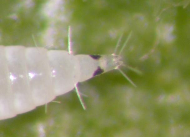 adulti di Scaphoideus titanus, vettore del fitoplasma associato alla Flavescenza dorata della vite.