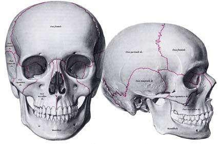 ANATOMIA CRANIO La base ha struttura irregolare e