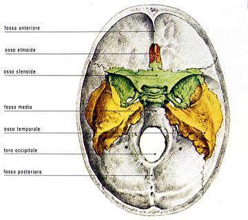 ANATOMIA Fossa anteriore: i lobi frontali. Fossa media: i lobi temporali.