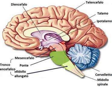 ANATOMIA ENCEFALO Suddiviso in emisfero destro e sinistro, il sx