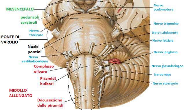 ANATOMIA TRONCO ENCEFALICO Composto da esencefalo, ponte e midollo allungato.