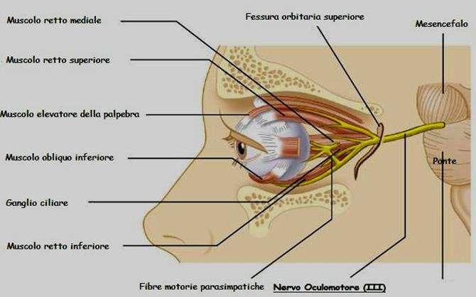 Compartimenti intracranici Il nervo oculomotore (III paio di nervi