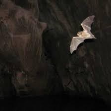 Spitzkoppe Arch Nella caverna di Batman Sono i pipistrelli, tra cui alcune specie endemiche ed esclusive del luogo, i principali abitanti della grotta di Arnehm, il più grande complesso sotterraneo