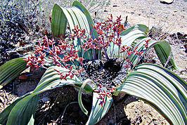 Welwitschia mirabilis Naturalmente è d obbligo addentrarsi nel deserto del Namib, godersi l'imperdibile tramonto da una delle