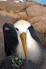 Questo è il luogo di annidamento dei cormorani che non volano (unico esemplare esistente oltre al pinguino, di uccello marino che ha cambiato la sua condizione di volatile in uccello nuotatore).