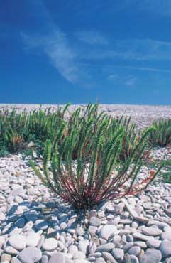 Euforbia marittima (Euphorbia paralias) e silene colorata (Silene colorata).