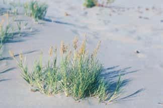 La terza fascia è caratterizzata dalla presenza di dune embrionali su cui è presente l associazione Sprobolo arenarii-agropyretum juncei.