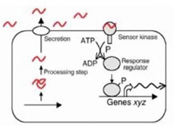 Quorum sensing (QS) Comunicazione tra batteri attraverso l uso di piccole molecole segnale, chiamate