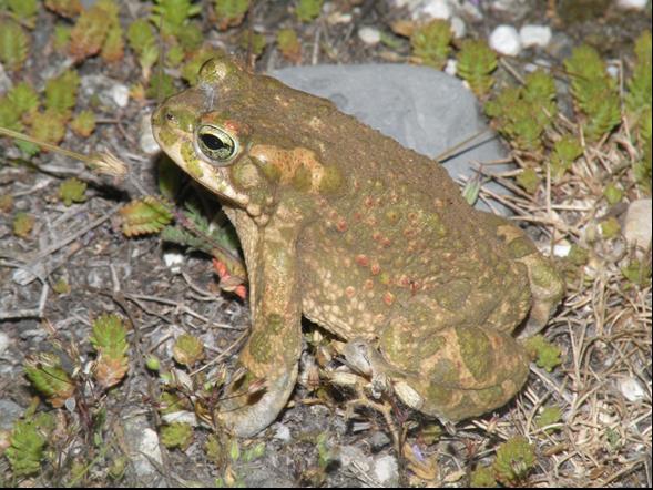 Di abitudini crepuscolari o notturne, è specie terragnola che si reca all'acqua solo nel periodo degli accoppiamenti (per lo più tra marzo e aprile); depone fino a 5000 uova raccolte in un cordone