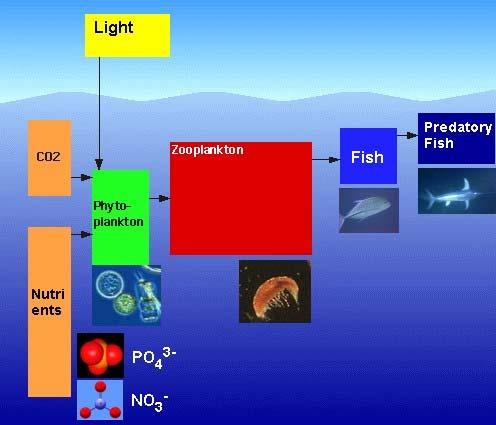 predatori, eutrofizzazione, dimetilsolfuro, meccanismi di retroazione Il 71% della superficie terrestre è ricoperta dagli oceani.
