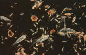 Il fitoplancton serve come nutriente per i piccoli animali, come i molluschi, chiamati zooplancton.
