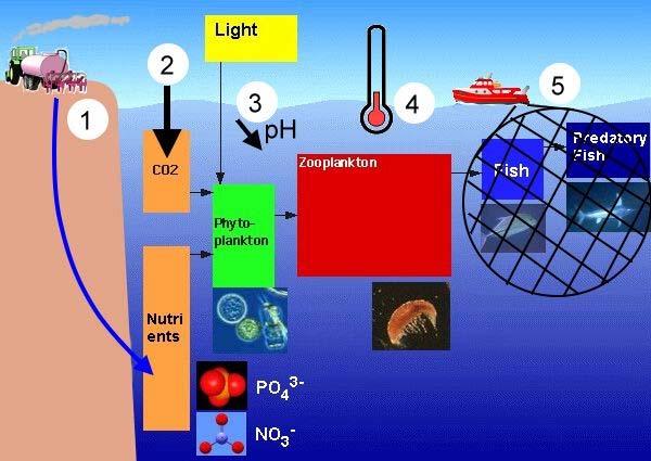 6. Interazioni tra uomo e ambiente marino: 1) i fertilizzanti e le acque di scarico introducono nutrienti 2) l'aumento dell'anidride carbonica in aria porta ad un assorbimento da parte degli