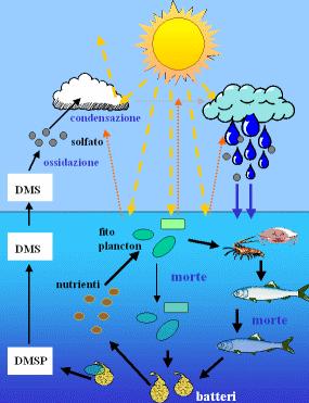 Il fitoplancton non solo trattiene solo ma produce anche dei gas in particolar modo quelli organici contenenti zolfo. Uno di questi è il dimetilsolfuro (DMS) che si forma in modo indiretto.