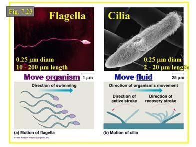 protozoo ciliato battono in onde metacronali in cui