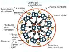 Dalla parte opposta, l assonema è collegato ad un corpo basale, una struttura con 9 triplette di microtubuli simile al centriolo.