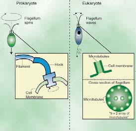 eucarioti Incapacità di sintetizzare microtubuli Cilia e