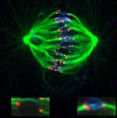 microtubuli con immunofluorescenza verde http://ehumanbiofield.