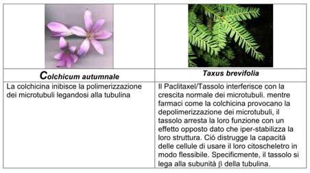 Colchicina e tassolo: Farmaci specifici per i microtubuli Questi e altri farmaci che