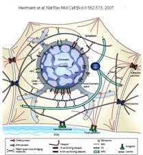 effetto antimitotico che è particolarmente devastante nelle cellule in rapida