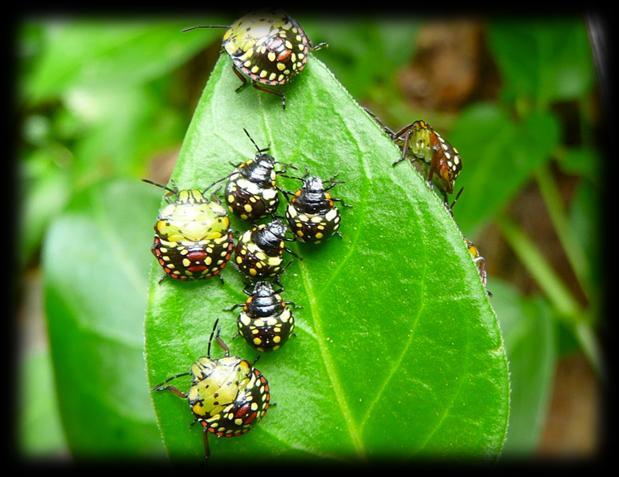 Pentatomidae Nezara viridula Hemiptera -Mediamente due generazioni all anno -Sverna come adulto sotto corteccia, in ripari del terreno e o negli edifici -Si accoppia a fine aprile/inizio maggio,