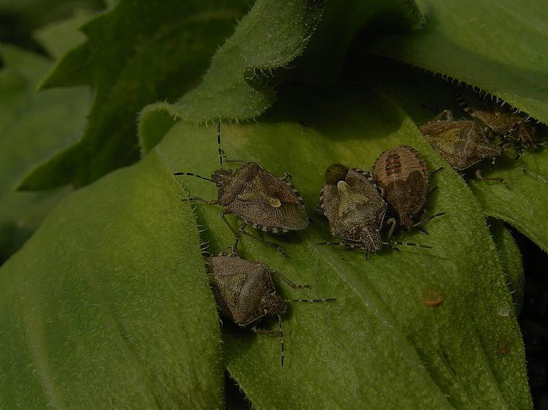 Pentatomidae Dolycoris baccarum Hemiptera -Una