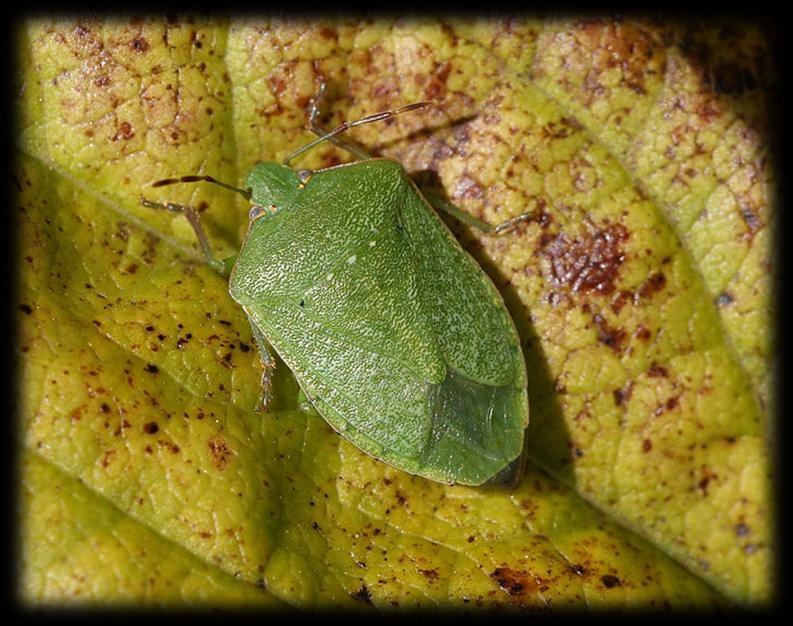 Pentatomidae Miridae Hemiptera -Estremamente