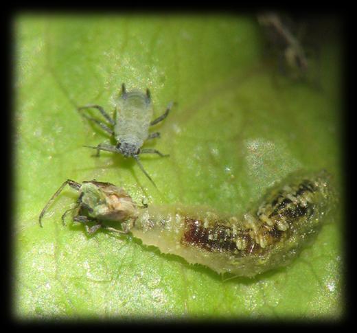 Aphididae Aphis gossypii Myzus persicae Hemiptera -Polifagi su ortive e