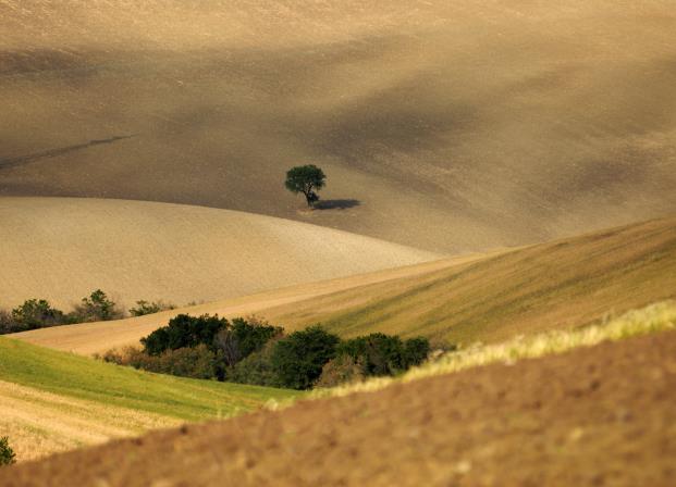 o nvegno A I S S A LE SCIENZE AGRARIE,