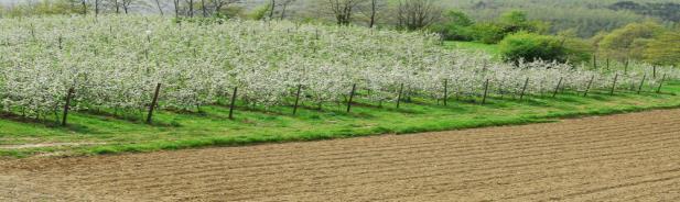 Fiorenza Caboni Massimo Tagliavini Comitato Organizzatore Dipartimento Agricoltura Ambiente e Alimenti via F. de Sanctis, 86100 Campobasso e-mail: convegno.aissa@unimol.