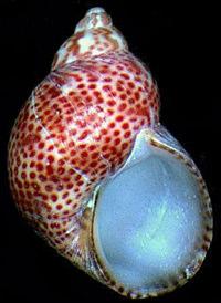 Tricolia pullus