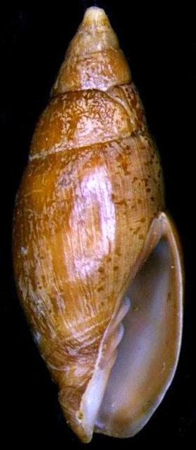 Episcomitra cornicula