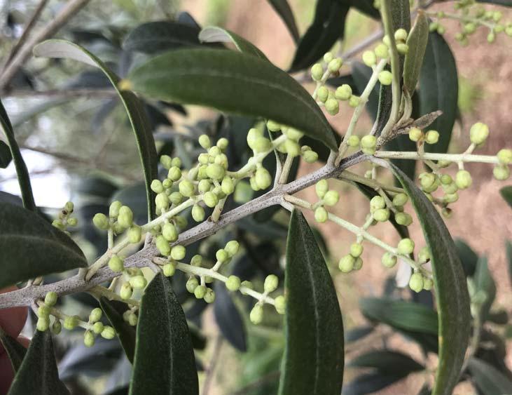 OLIVO N Comune Località Azienda 1 Mignano Patierno De Angelis Monte Guido e Lungo Mauro Leccino e tonda grappoli fiorali Stato Fitosanitario Nulla da segnalare Cocciniglia mezzo grano di pepe