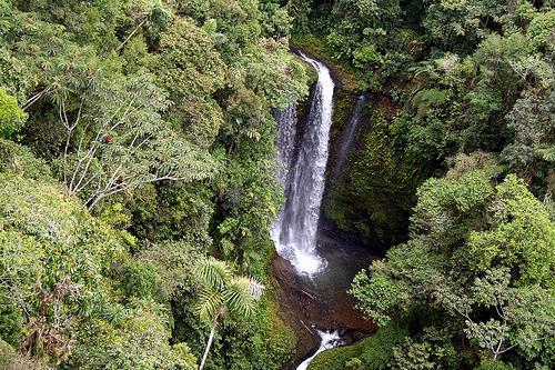 Foresta tropicale