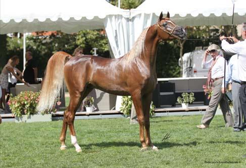 Best Foreign Horse Barzan Al Shahania STIVAL x NW SIENA PSYCHE