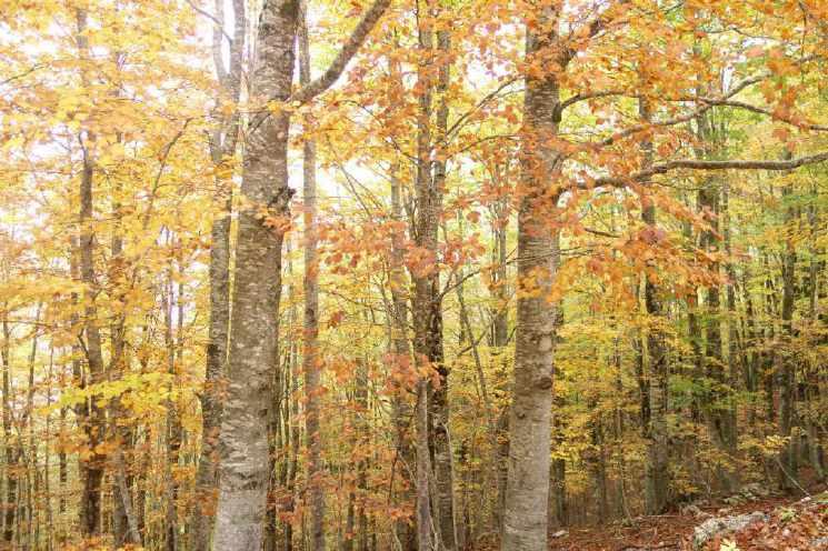 OTTOBRE 13 domenica Monte Lupone (1378 m) Gruppo dei M. Lepini Disl. 550 m Acc.: S. Bottini, P.