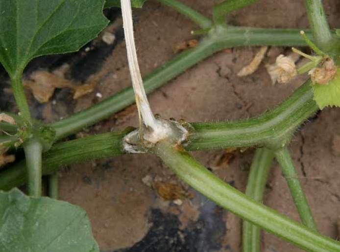 Sclerotinia da