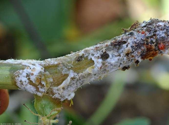 Sclerotinia da