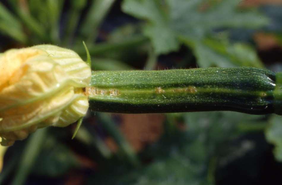 Maculatura angolare su zucchino da