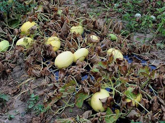 Peronospora su melone da