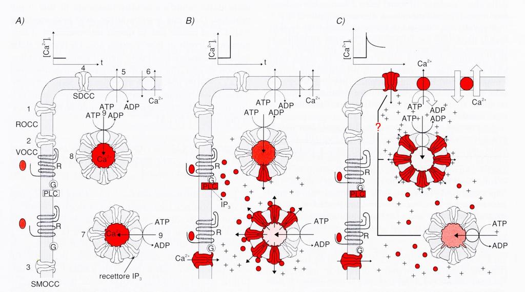 Meccanismi omeostatici di controllo. La [Ca(2+)]i è il risultato dell equilibrio tra meccanismi che controllano il passaggio dello ione attraverso le membrane plasmatiche e di organuli intracellulari.