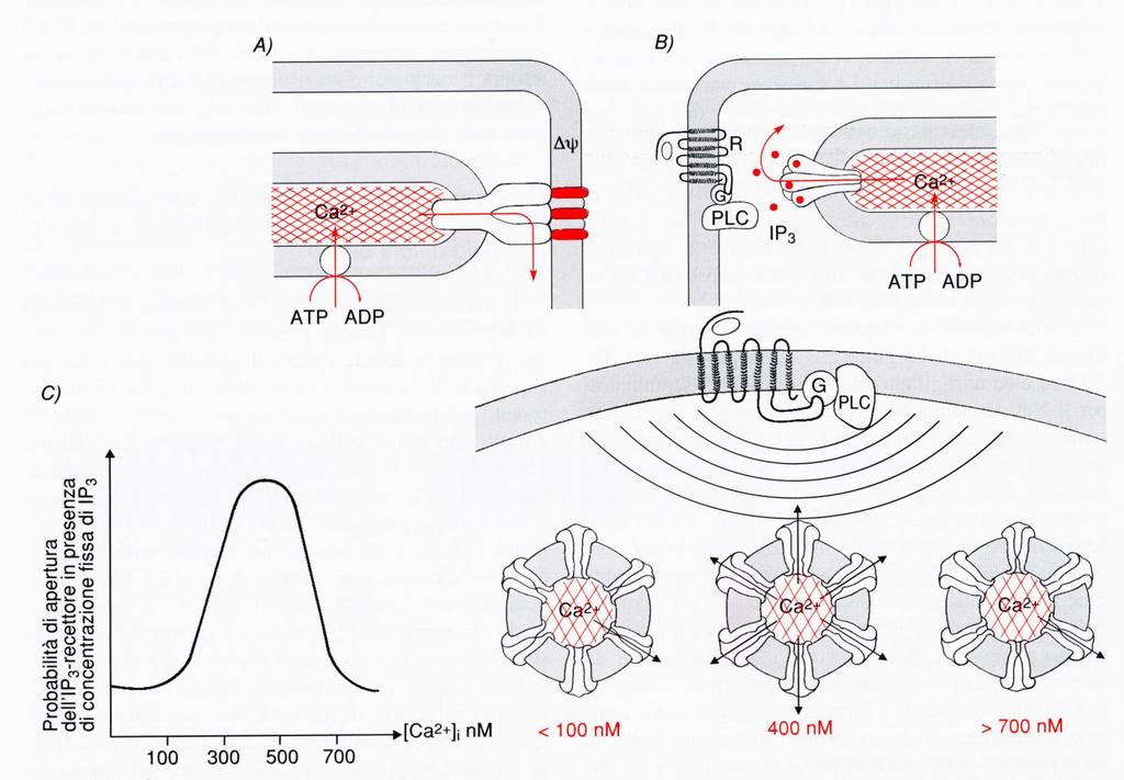 Depositi intracellulari di Ca(2+) a rapido scambio.